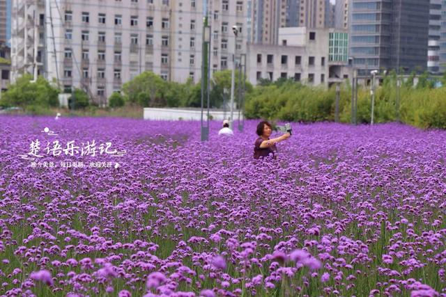 浙江宁波的新公园，马鞭草花不开的时候也很美，烟紫网红桥很出圈