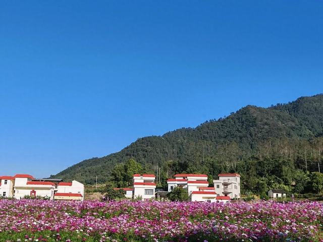 云城前锋花海，邀您来看！