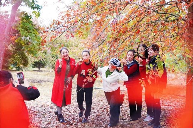 郫都横山村漫山红枫上线，快来赴一场初冬的诗意之约吧~