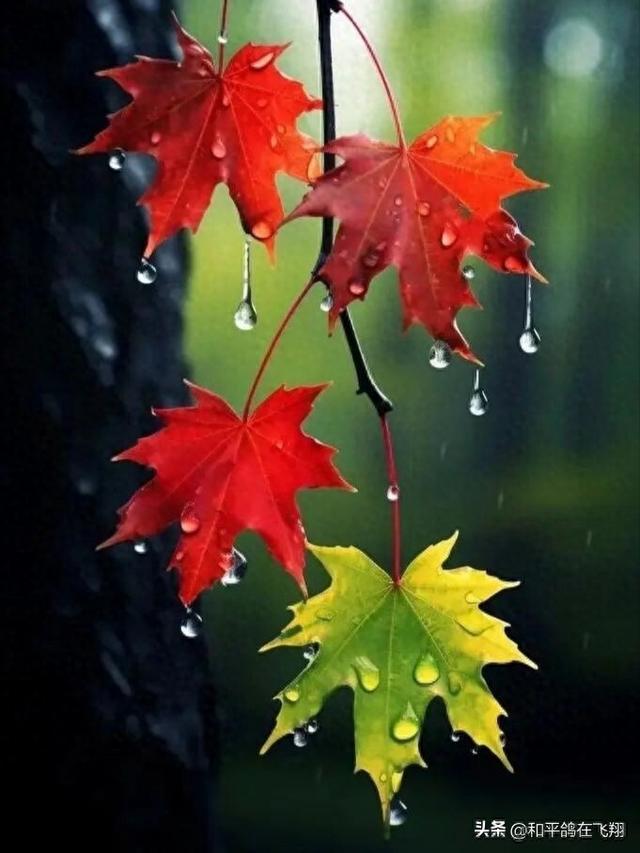 长假里的雨幕秋思