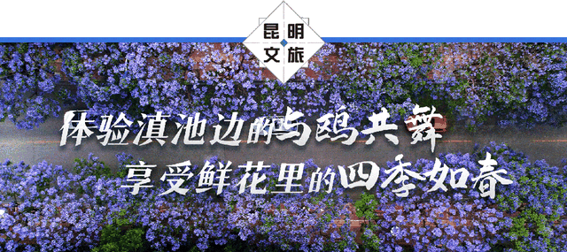 初冬，来宜良的街头遇见独属于三角梅的热烈