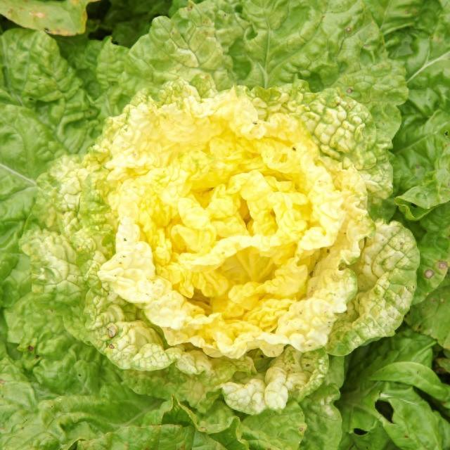 生长球3攻略（娃娃菜抱球有秘诀浇水施肥掌握这几个诀窍）
