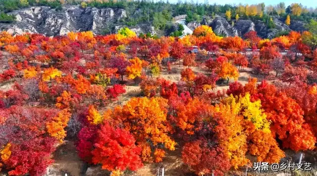 塞上红枫燃山谷