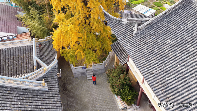 秋赴金汇！藏在古寺旁的800年银杏，每片叶子都藏着时光的故事