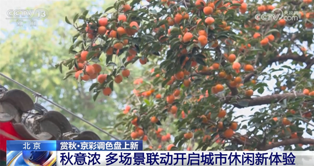 多场景联动打造“赏秋游”沉浸式新体验 “秋日经济”带火文旅消费新实践