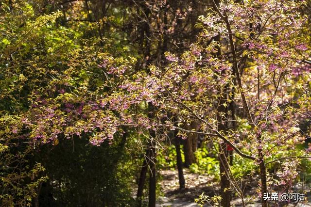灵鹫山的野樱花快谢了，今年还没看的就别去打扰无为寺的清静啦