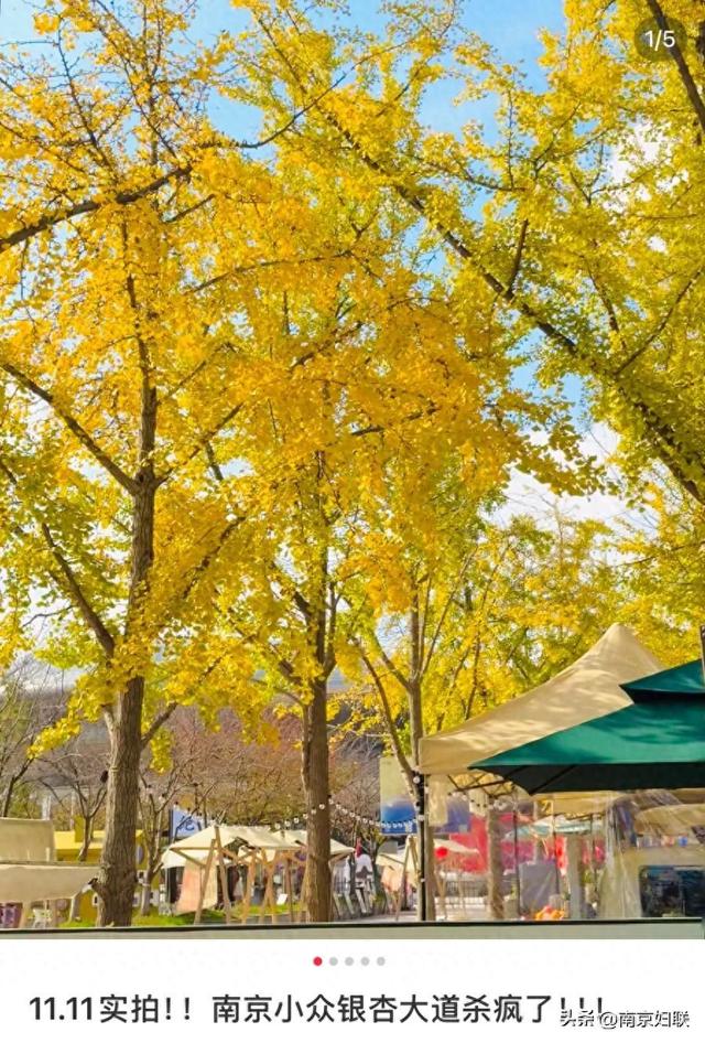 “含金量”渐满～南京的浪漫藏不住了！