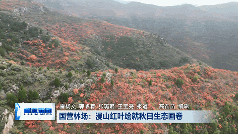 国营林场：漫山红叶绘就秋日生态画卷