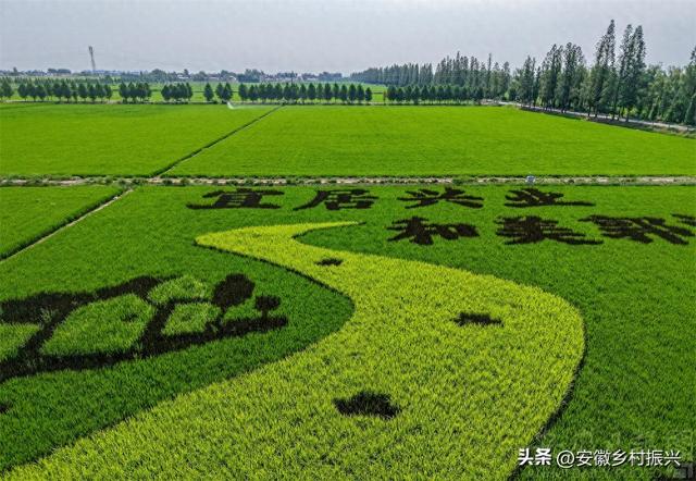 安徽庐江：“彩色稻田画”绘就乡村好风光