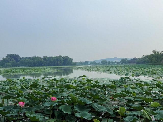 颐和园荷花盛放，赏荷消暑正当时