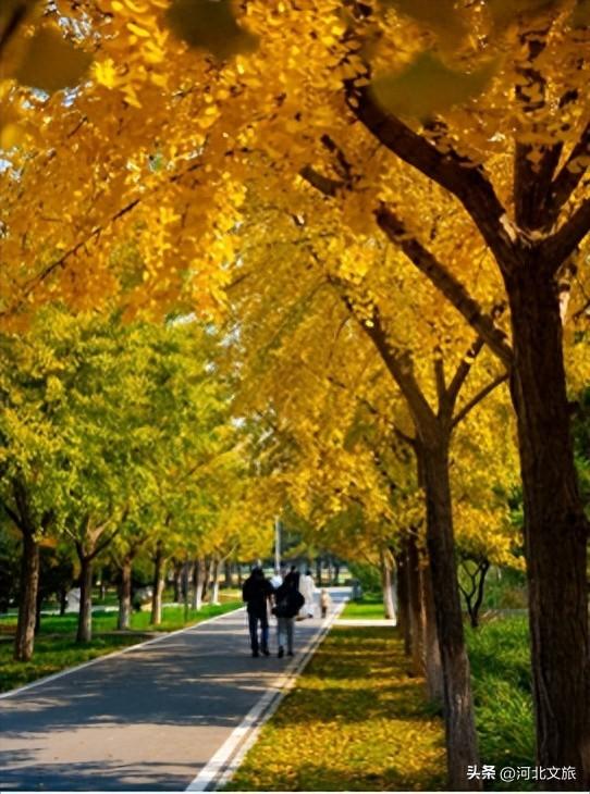 别错过！石家庄市城区赏秋最全指南，来啦→