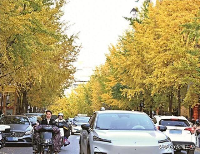 赏杏观鸥季 | 银杏披金，市集热闹，五华冬日美景醉了游人