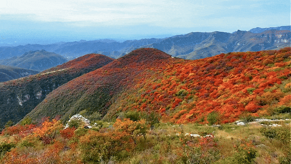快看佛照山红叶进入最佳观赏期！