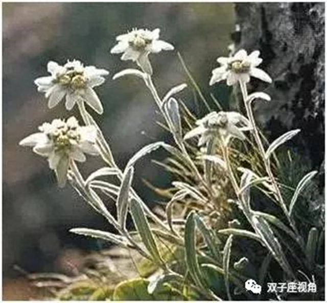 雪绒花英文歌词（好歌赏析）