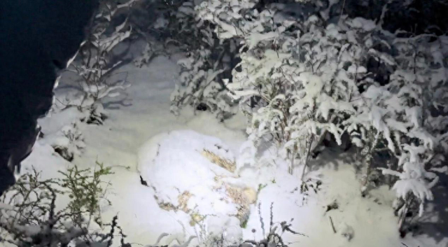 救援可爱的羚羊攻略（千里救援 守护新生一只雪豹幼崽获救重生的90天）
