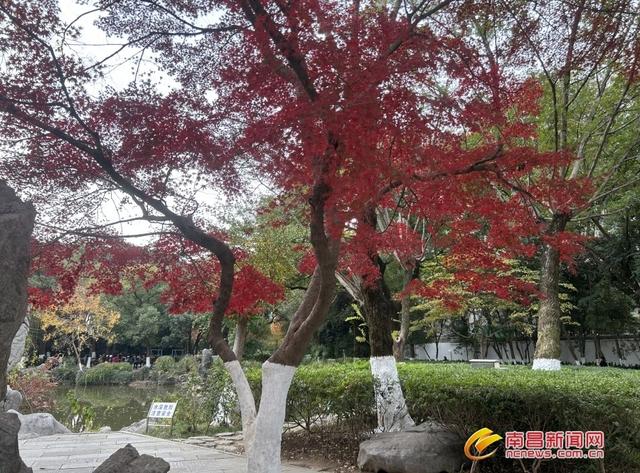 藏在南昌庭院园林里的慢享时光