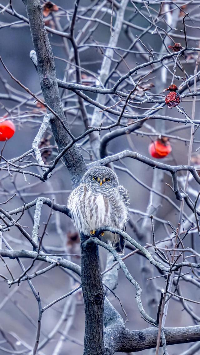 冬之伊始，来潼关寻觅初冬色彩