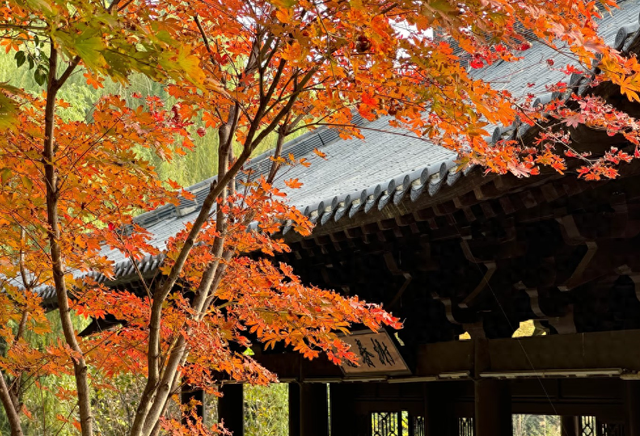 郑州这个“网红”公园的秋色绝了！附公交、地铁路线→