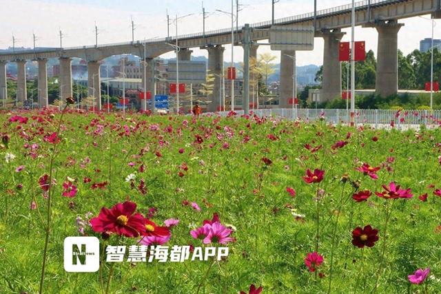 泉州洛江这片闲置地变身“花海走廊”，波斯菊、百日草、金鸡菊盛放
