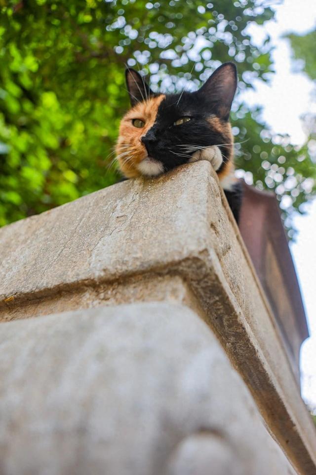 观复猫带你画·中华最有名 | 鹳雀楼