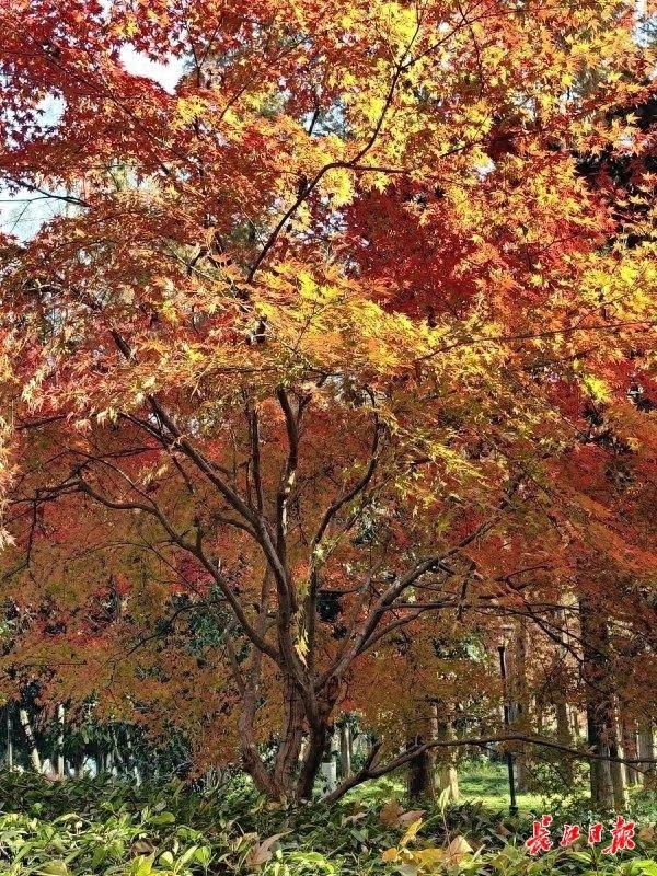 武汉各大公园“霜叶红于二月花”，市民赏枫要趁早