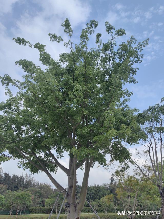 记录一棵异木棉树的轮回启示