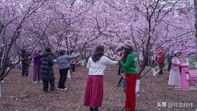 每日一景|寒意未消春意先至 南京中山植物园早樱绽放迎游人