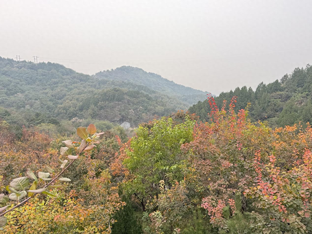 百望山红叶季打造深秋美景“大片”
