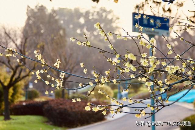 再启新章 武汉东湖梅园将于2026年1月1日开园