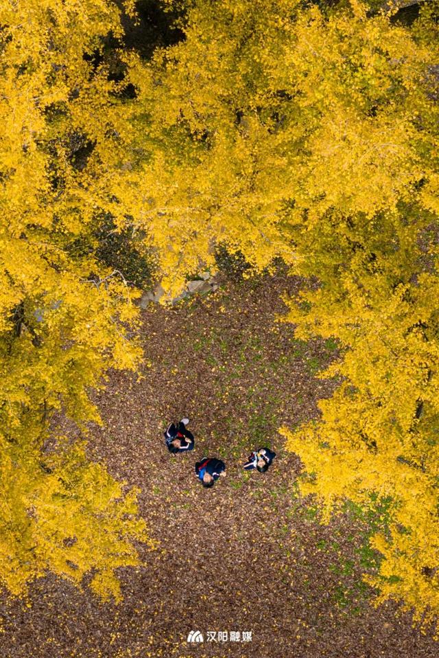 新鲜出炉！顶流汉阳树citywalk攻略来了