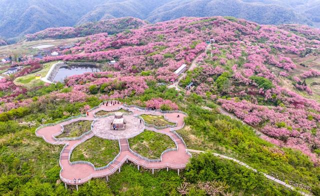 春日里的中国｜漫山樱花如云霞 山乡美景助共富