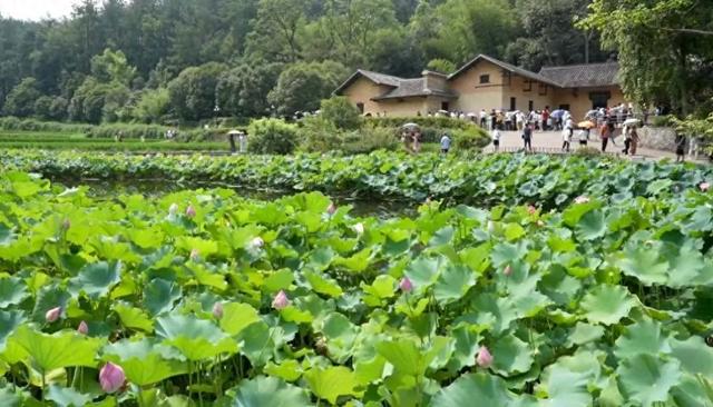 住韶山宾馆，赏故居荷花