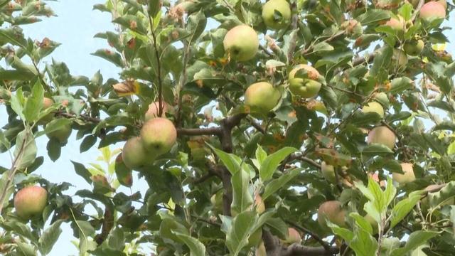 朔州：苹果、西梅熟了