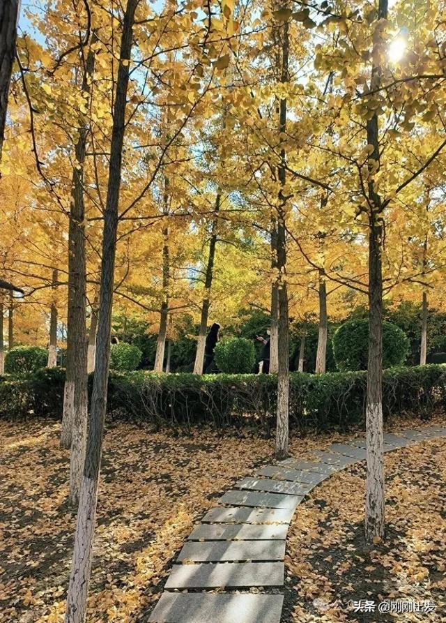大连高新园区这片免费银杏林,成了秋季网红打卡地