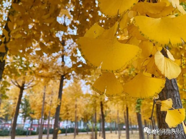 【秋高气爽】21处精选点位！大兴区“赏秋地图”你们收好