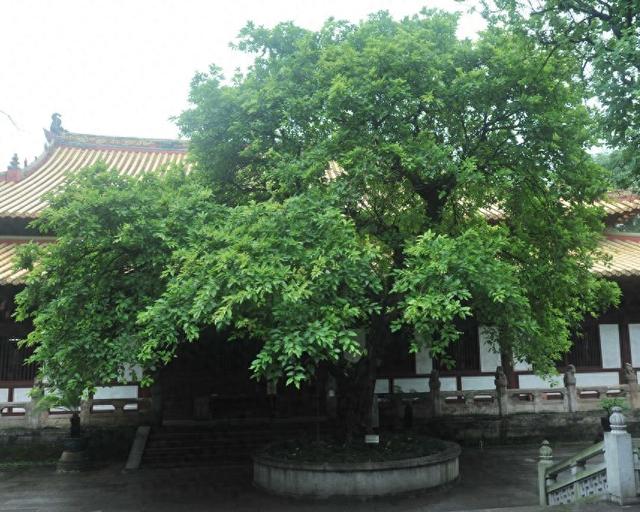 南方网评：“一树一策”，广东古树名木保护的文化密码