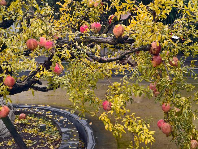 榴住五百秋：在淮北明清古园，啖一口时光的甘甜