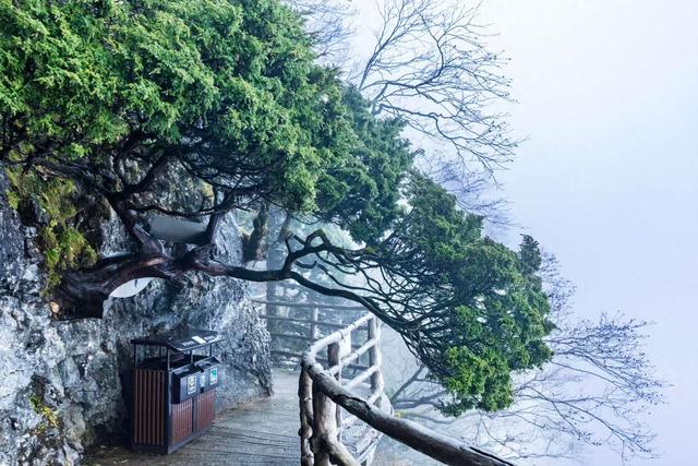 雾里的龙头山，藏着草木与溪流的私语