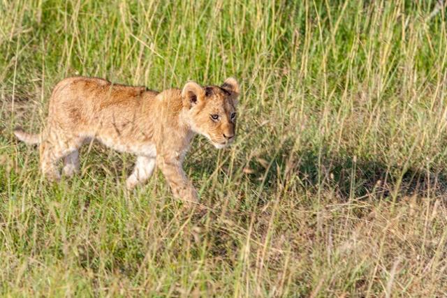 春节9天假直奔肯尼亚?这届游客开始“错峰”看动物