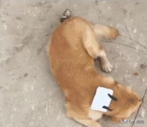 金毛走丢两天，再回来时耳朵夹着纸条，主人看完内容后立马笑喷