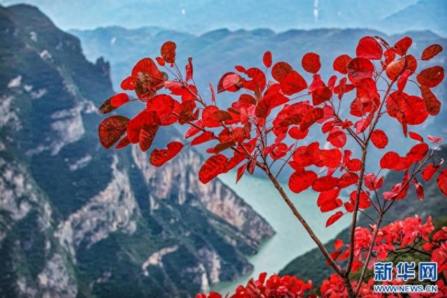 巫山红叶红了！一览三峡独有秋冬盛景