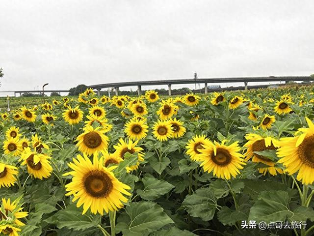 成都三元地铁又上新风景，超级惊艳，不要门票，地铁直达！