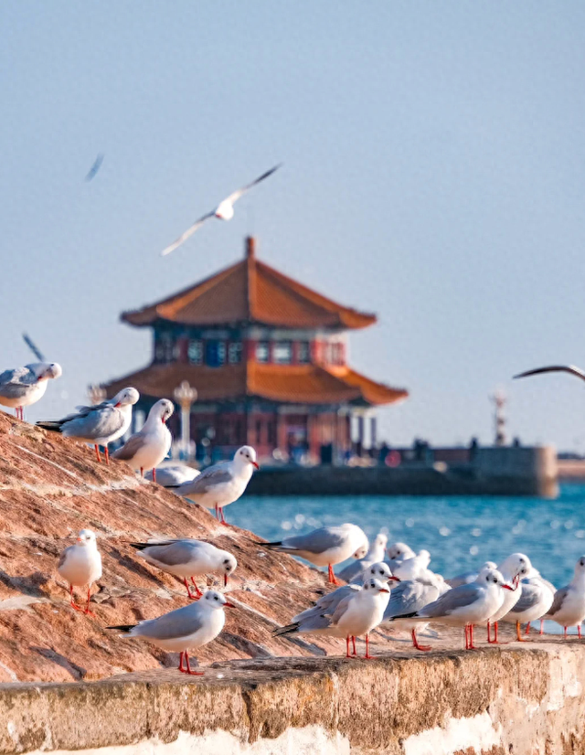 跨年前，总要来栈桥追一次海鸥吧～