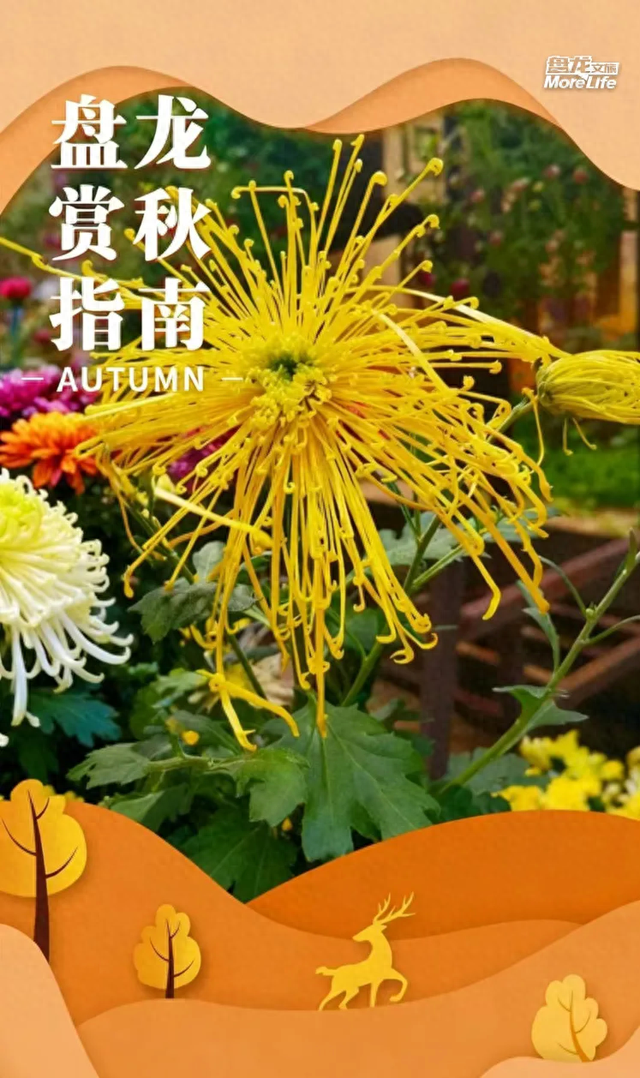 “含秋量”爆棚！快来昙华寺赏菊