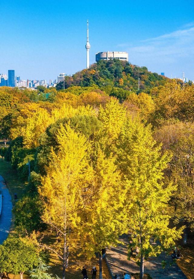 武汉546岁银杏古树换装，汉阳瞬间变秋日梦境 这条线路值得走一遭