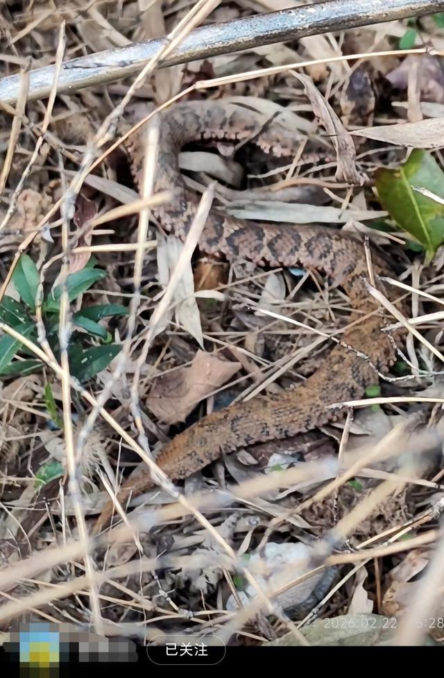 长沙一网红野爬山地发现响尾蛇？专家辨认系有毒的短尾蝮，当地提醒：不要随意登野山！