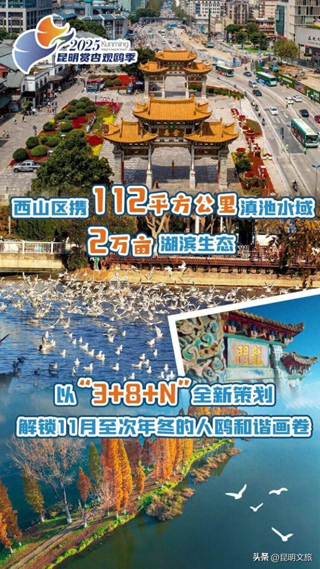 西山赏杏观鸥全攻略！40载人鸥情缘！3+8+N玩法承包冬日浪漫