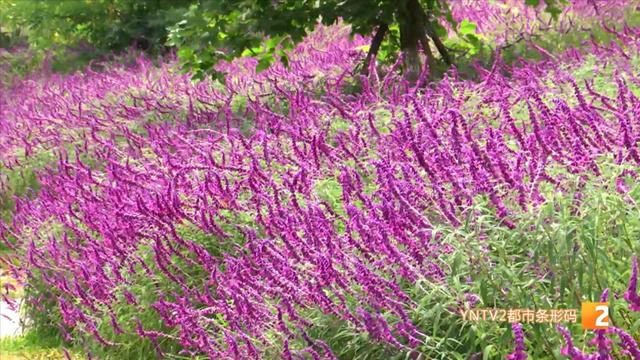 紫色鼠尾草花海绽放 秋日浪漫如约而至