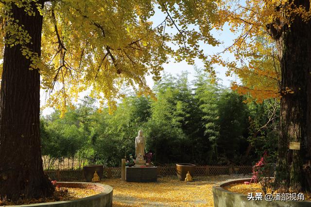 无锡荡口圆通村原圆通寺的旧址上，二棵古银杏今年甚美