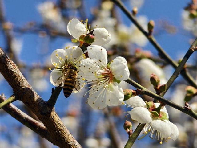 冬日梅香漫狮寨 邀您共赴浪漫之约